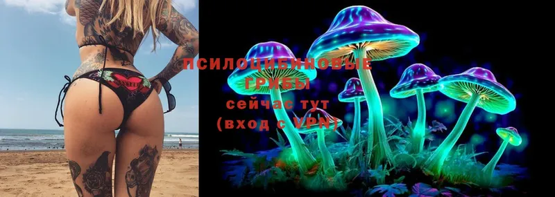 где купить наркоту  Уварово  Галлюциногенные грибы Cubensis 